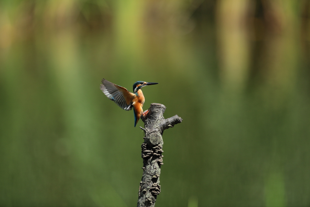 胸を張って、姿勢よく