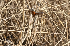 久し振りのカワちゃん5