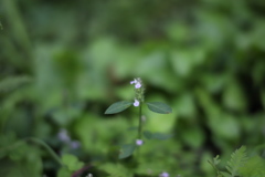 ５０㎜で２