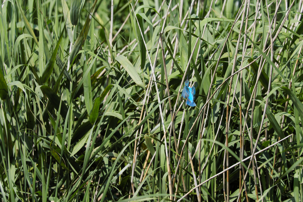 遠ければ追えそう７