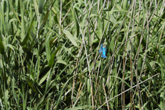 遠ければ追えそう7