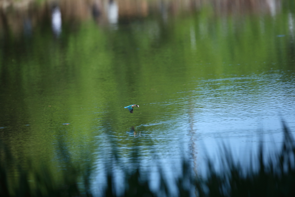 持って帰らんと・・・・・