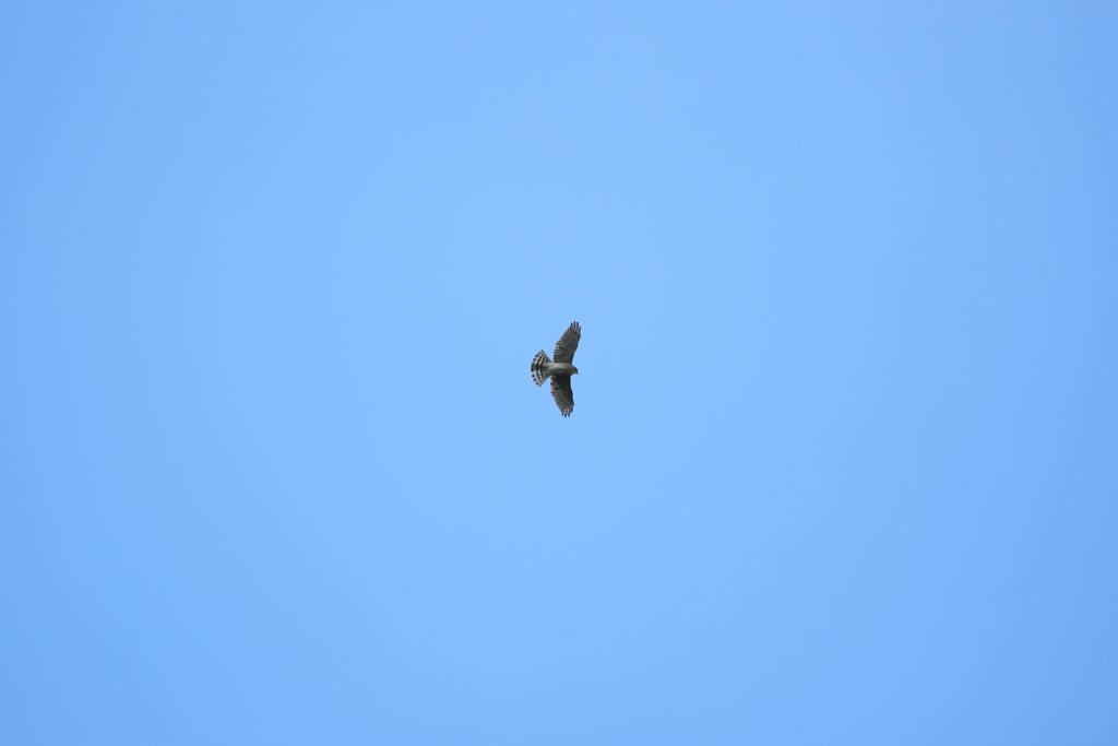 本日、マイフィールド上空