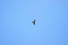 本日、マイフィールド上空