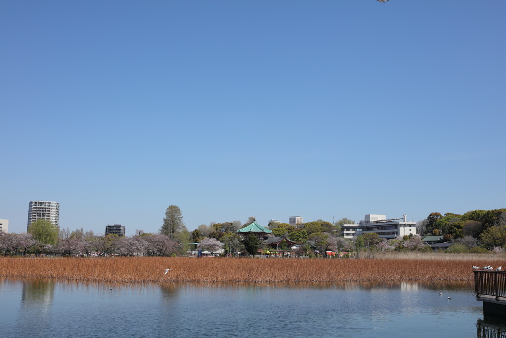 上野不忍池①