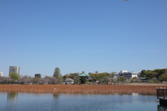 上野不忍池①