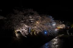 飛騨高山の夜桜１