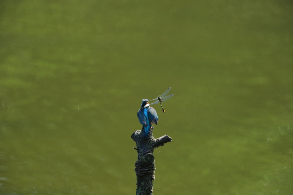 カワちゃんｖｓとんぼちゃん７