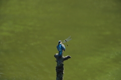 カワちゃんｖｓとんぼちゃん７