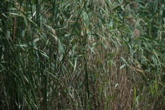 カワセミを探せ