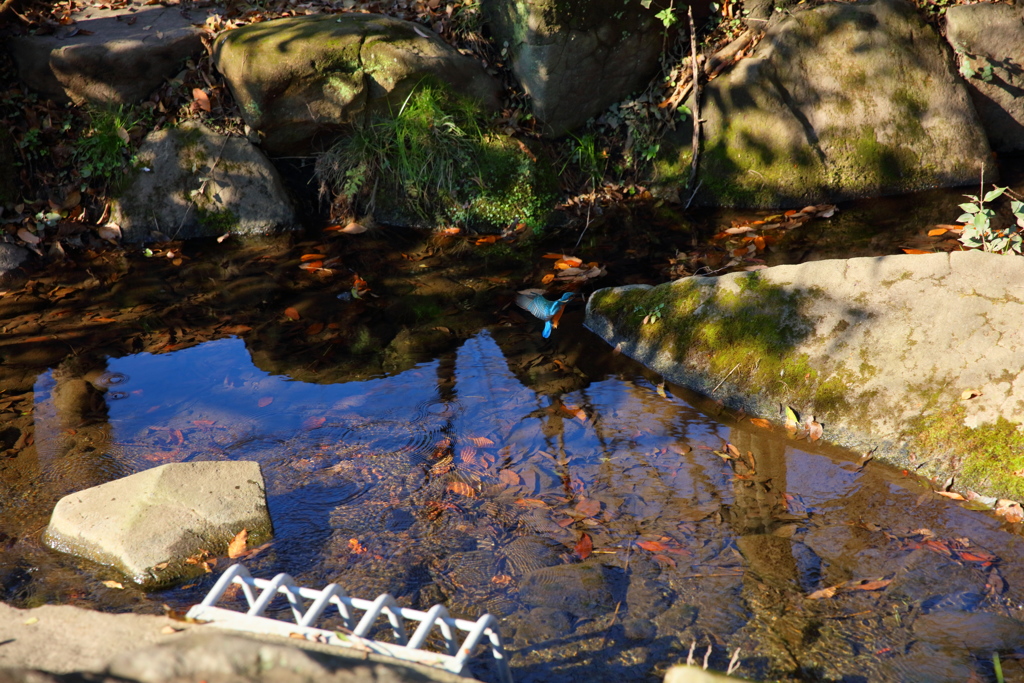 標準ズームで撮ってみました。