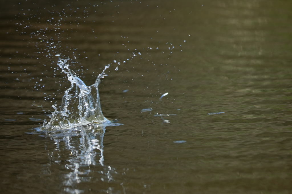 魚が跳ね飛ばされた？