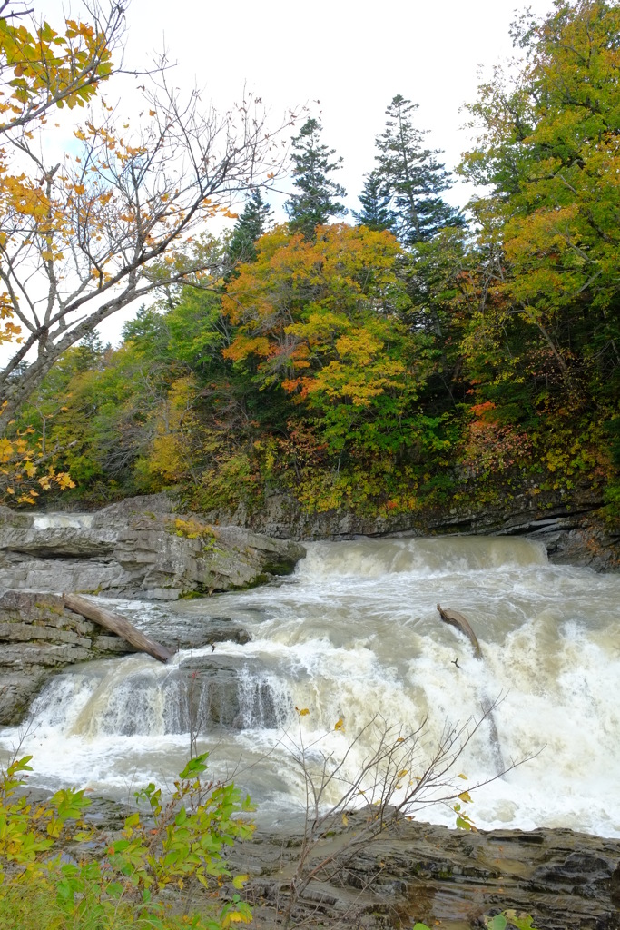 今回はフジオンリーで