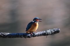 朝の子は女の子？１