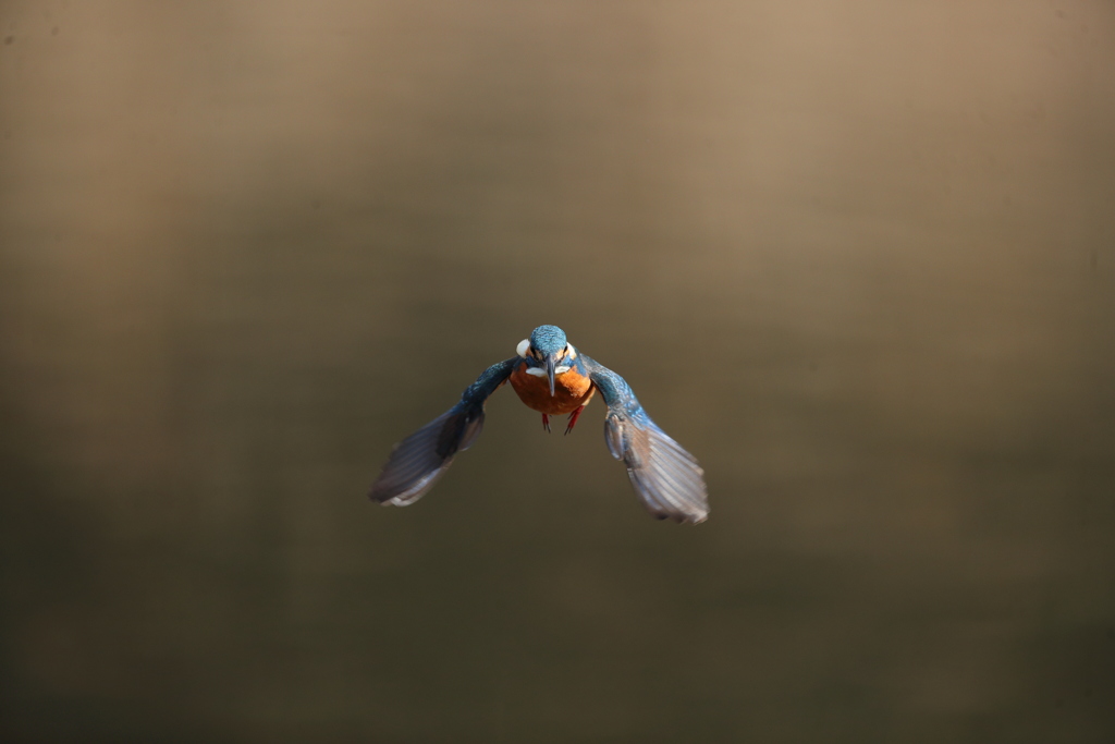 久し振りの正面ホバ祭り３
