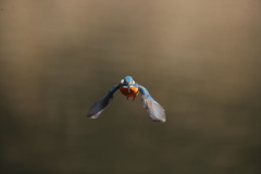 久し振りの正面ホバ祭り３