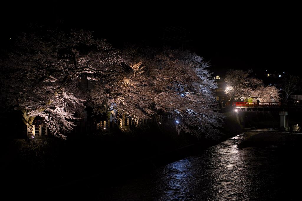 飛騨高山の夜桜２