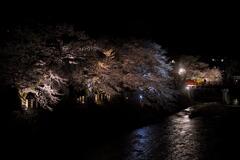 飛騨高山の夜桜２