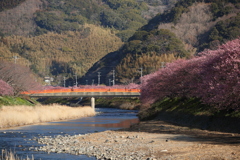 河津桜３