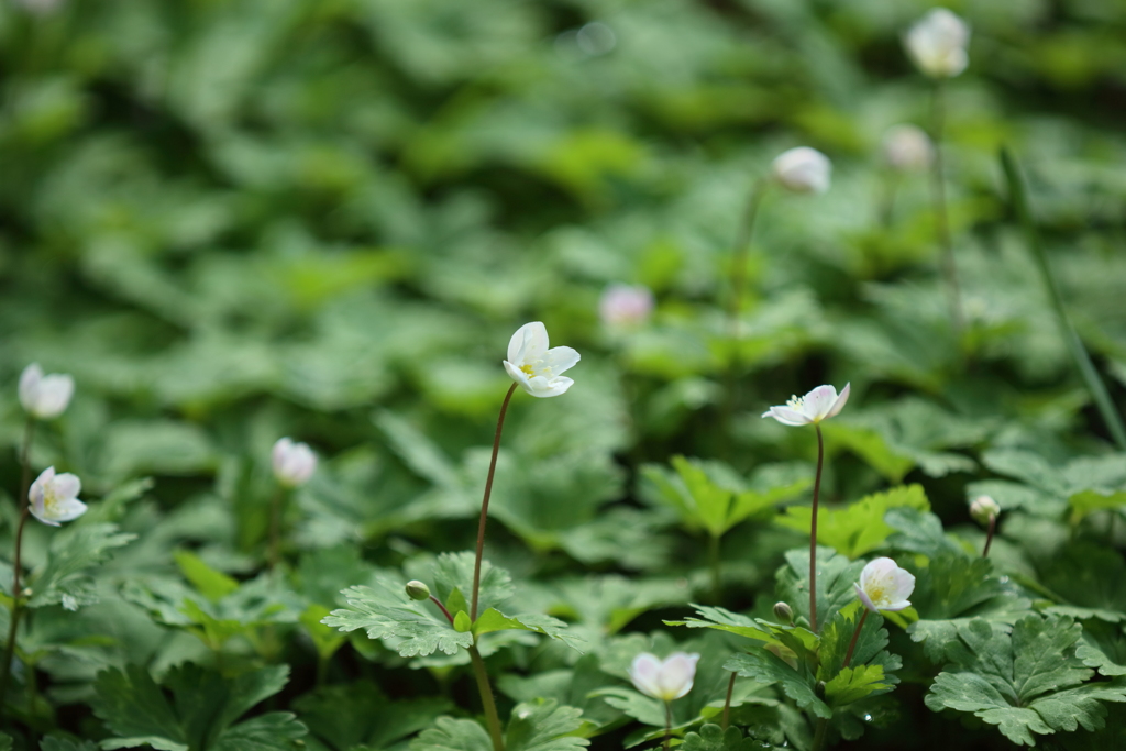 春るの花３