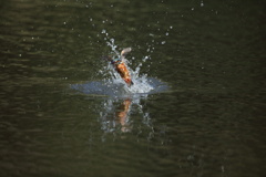 久し振りの水がらみ