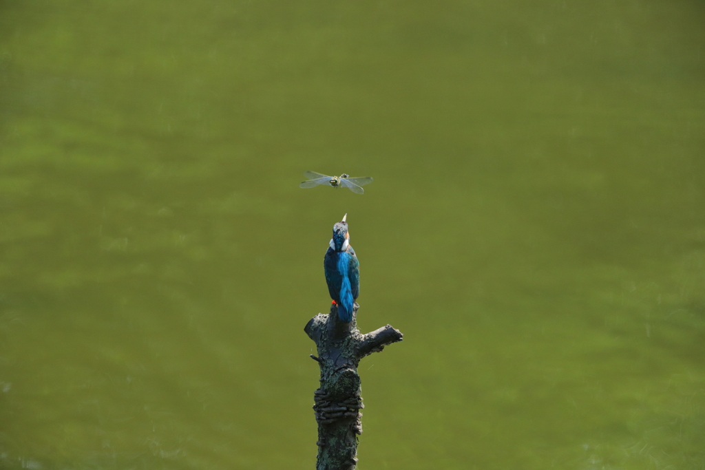 カワちゃんｖｓとんぼちゃん４