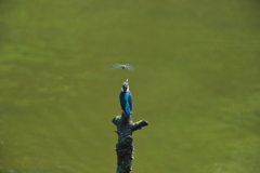 カワちゃんｖｓとんぼちゃん４