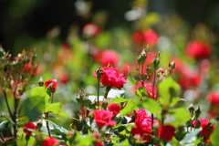 薔薇