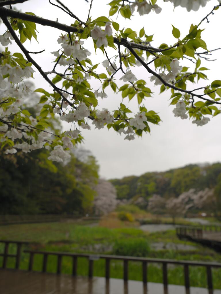 雨の桜も