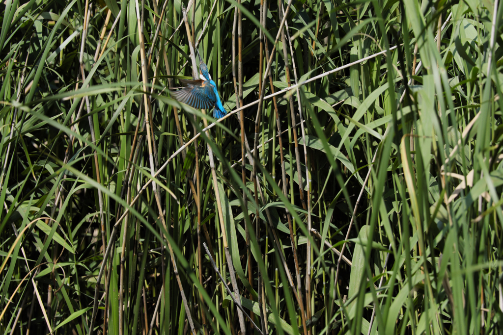 遠ければ追えそう３