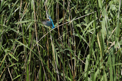 遠ければ追えそう3