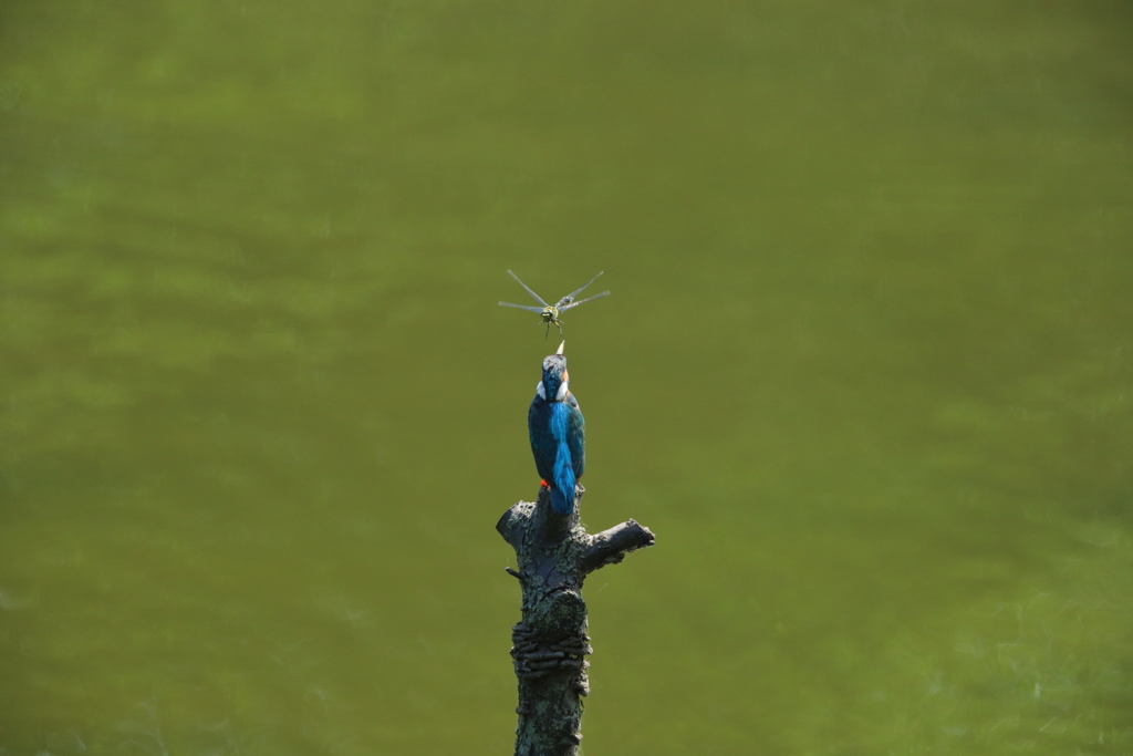 カワちゃんｖｓとんぼちゃん５