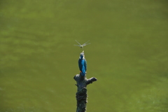 カワちゃんｖｓとんぼちゃん５