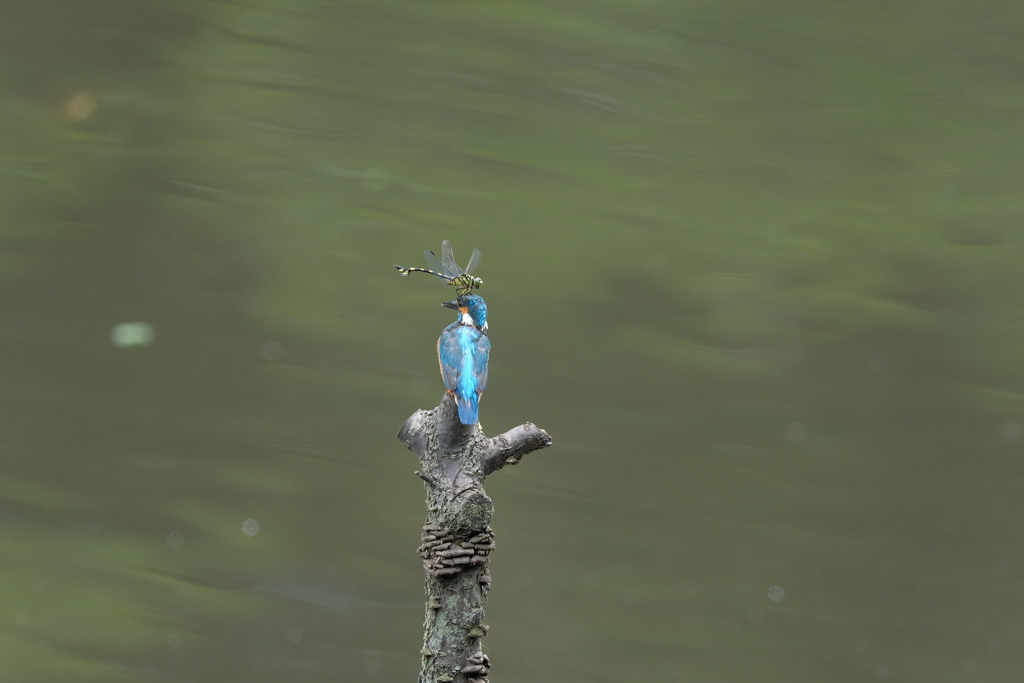 今日も留まるの？２