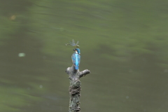 今日も留まるの?2