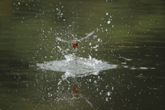 久しぶりの水がらみ4
