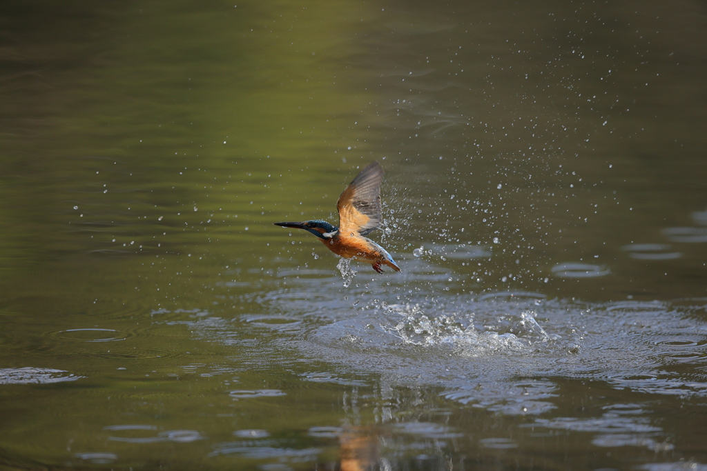 近くではこれだけ３