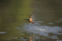 近くではこれだけ３