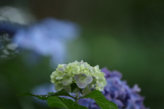 あじさいの若葉