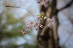 しだれ桜①