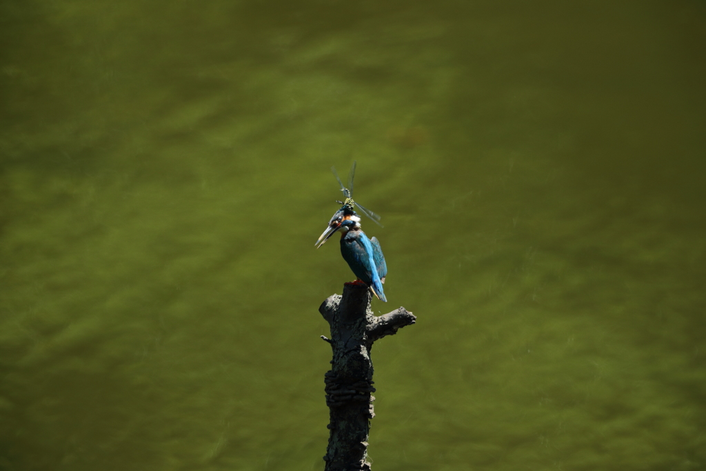 カワちゃんｖｓとんぼちゃん２