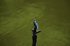 カワちゃんｖｓとんぼちゃん２