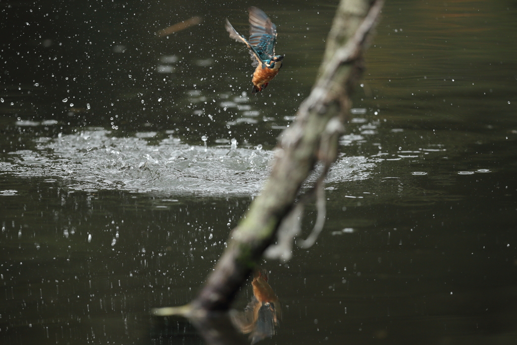 久しぶりの水がらみ１０