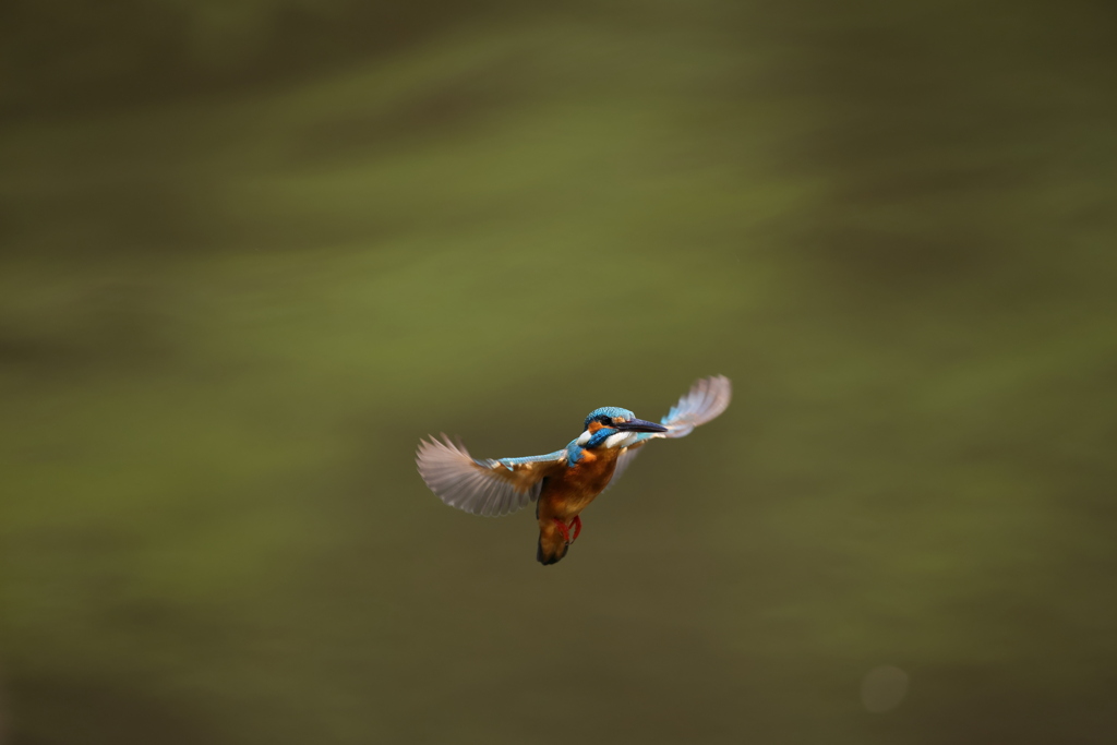 間近のシュートホバ２