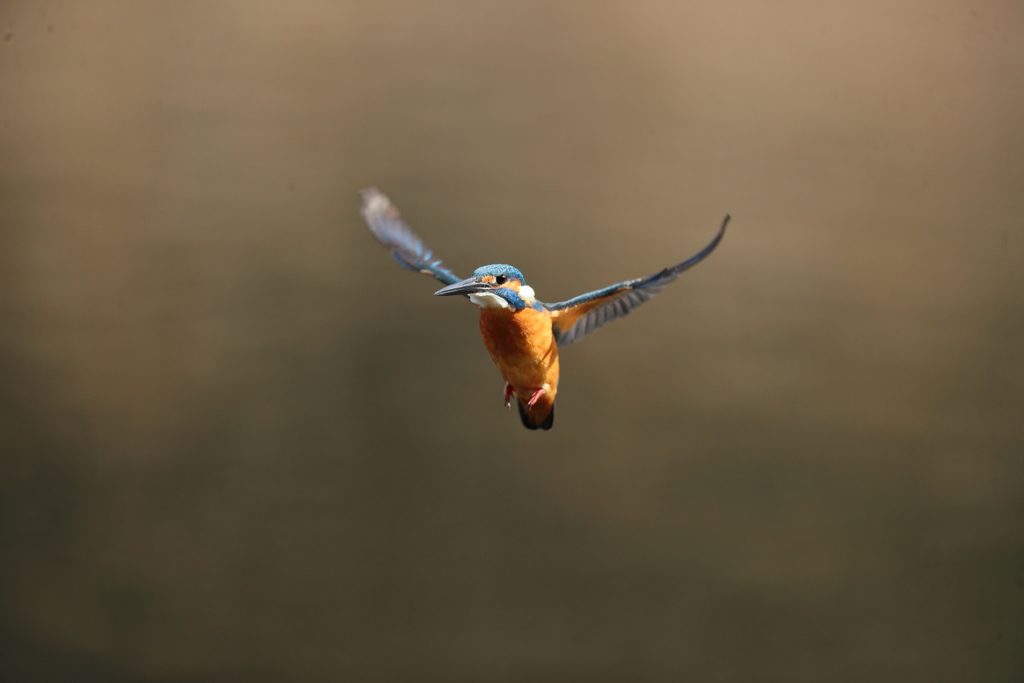 久し振りの正面ホバ祭り１