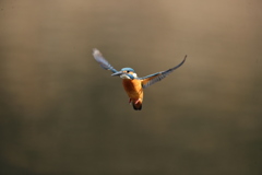 久し振りの正面ホバ祭り１