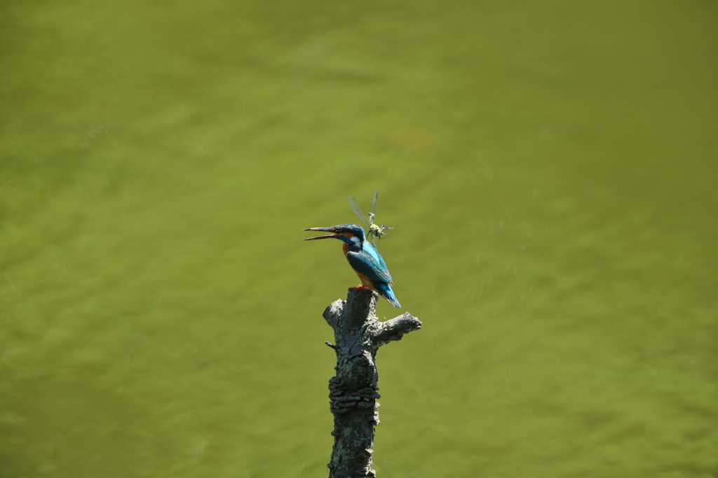 カワちゃんｖｓとんぼちゃん１