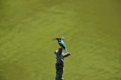 カワちゃんｖｓとんぼちゃん１