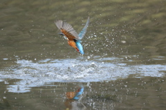 捕れtか・・・捕れてない２