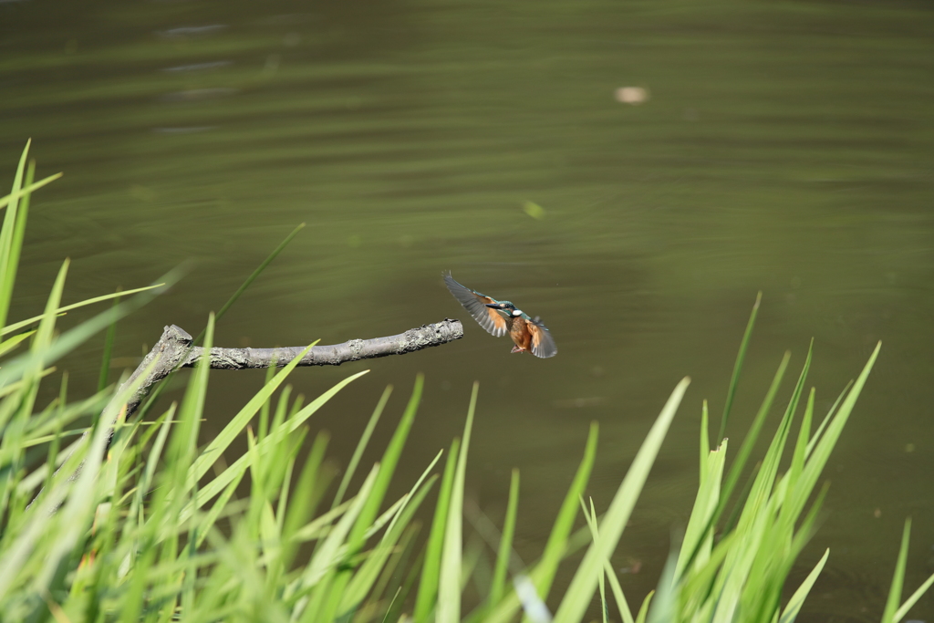 ランディングギヤダウン１